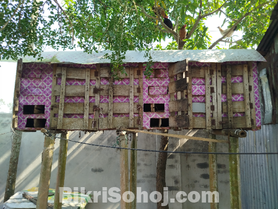 কবুতরের ঘর।